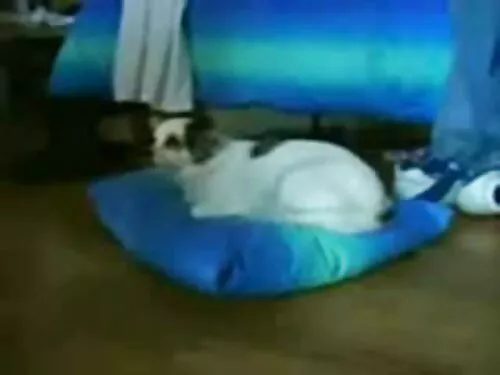 Bruneta cu păsărică  ...